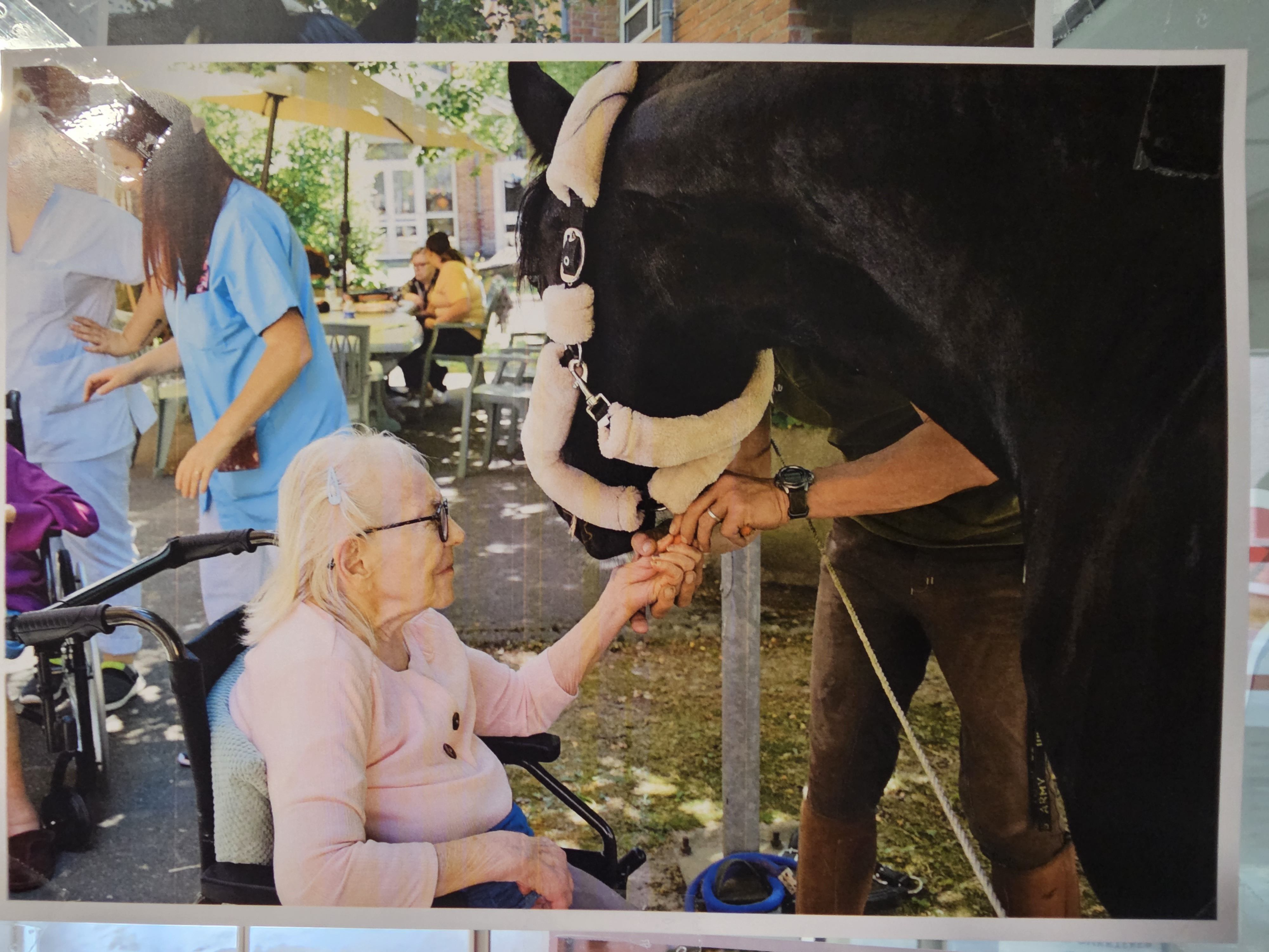 L’équithérapie en EHPAD : quand l’animal devient médiateur de bien-être