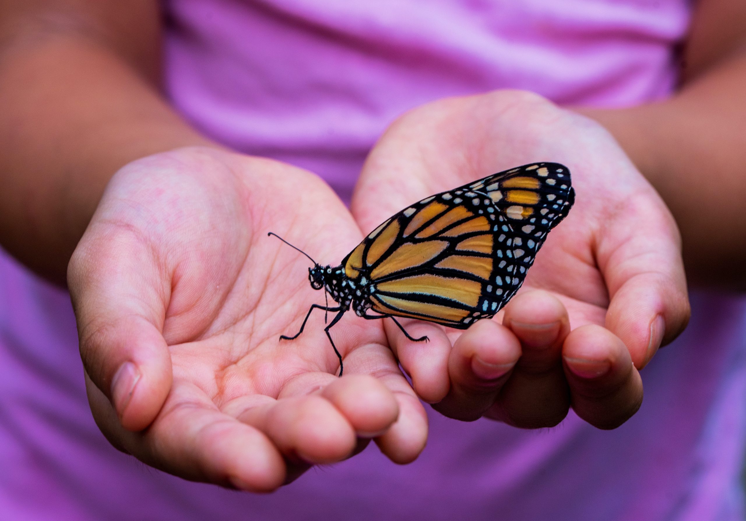 Papillon posé sur des mains